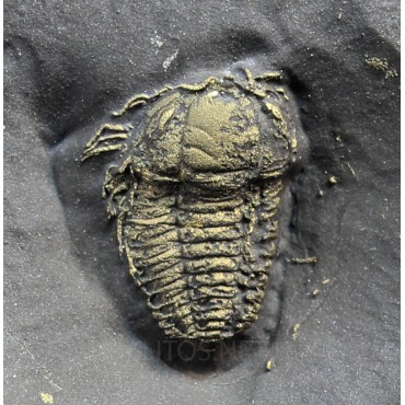 Trilobite Triarthrus