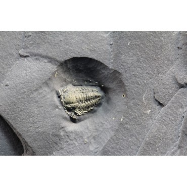 Trilobite Triarthrus