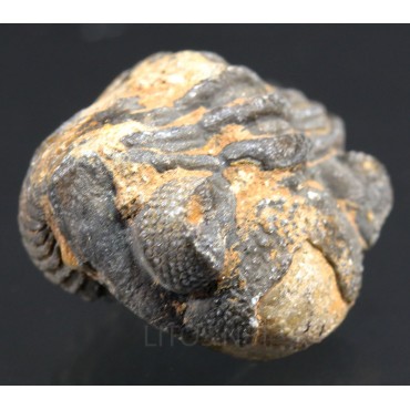 Fósil trilobite morocops