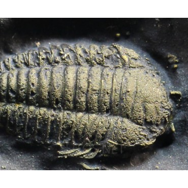 Trilobite Triarthrus