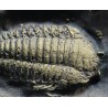 Trilobite Triarthrus