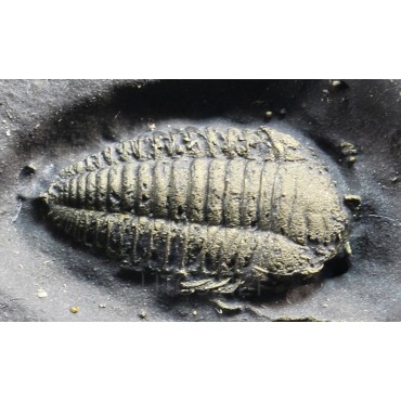 Trilobite Triarthrus