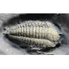 Trilobite Triarthrus