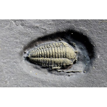 Trilobite Triarthrus