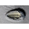 Trilobite Triarthrus