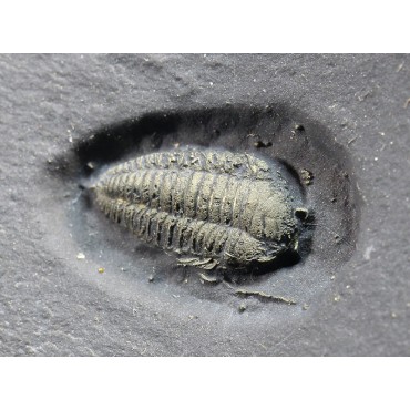 Trilobite Triarthrus