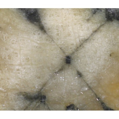 Mineral quiastolita