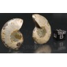 Fósil ammonite cleoniceras