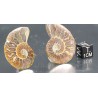 Fósil ammonite cleoniceras