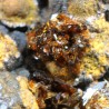 Jarosita mineral de españa  - Litos