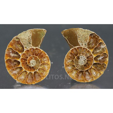 Ammonite fosil