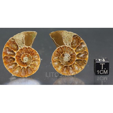 Ammonite fosil