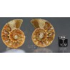 Ammonite fosil