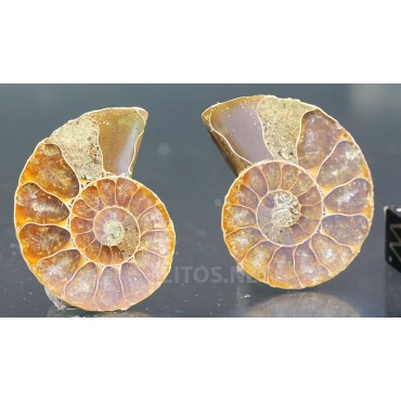 Ammonite fosil