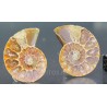 Ammonite fosil