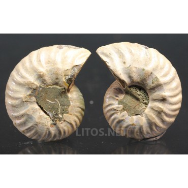 Ammonite fosil