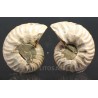Ammonite fosil
