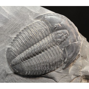 Trilobite elrathia kingi