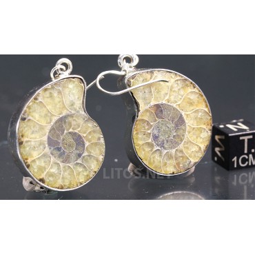 Ammonite fosilizado pendientes