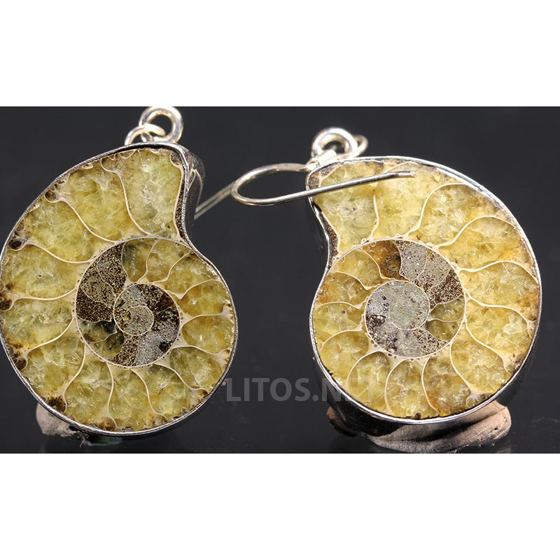 Ammonite fosilizado pendientes