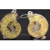 Ammonite fosilizado pendientes