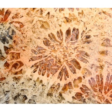Coral fosil