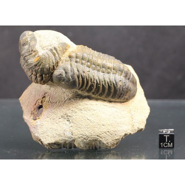 Trilobite reedops