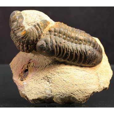 Trilobite reedops