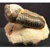 Trilobite reedops