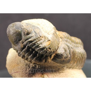 Trilobite reedops