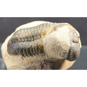 Trilobite reedops