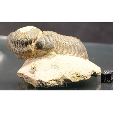 Trilobite reedops