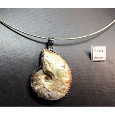 Ammonite colgante