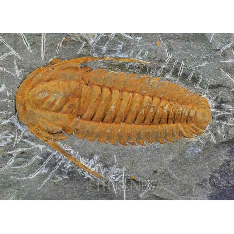 Trilobite Protolenus F423