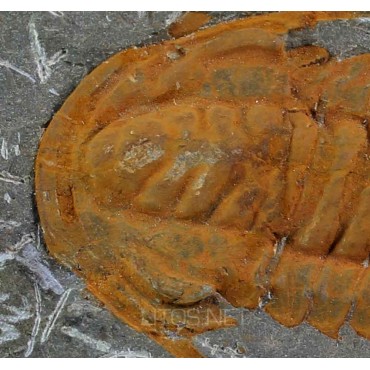 Trilobite Protolenus F423