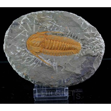 Trilobite Protolenus F423