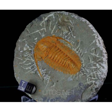 Trilobite Protolenus F423