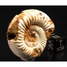 Ammonite perisphinctes