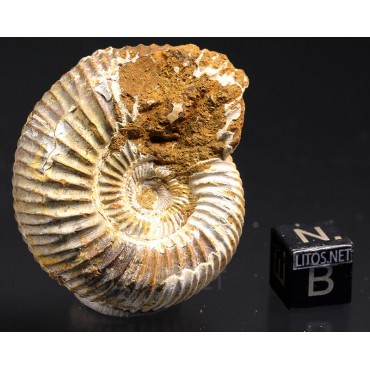 Ammonite perisphinctes