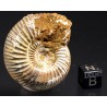 Ammonite perisphinctes