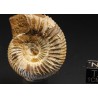 Ammonite perisphinctes