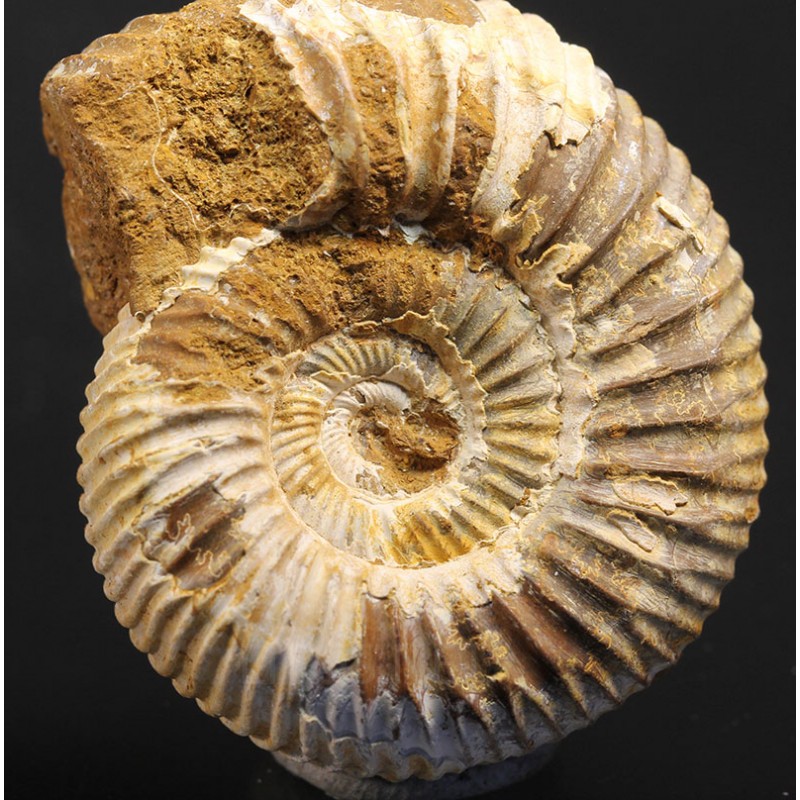 Ammonite perisphinctes