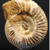 Ammonite perisphinctes