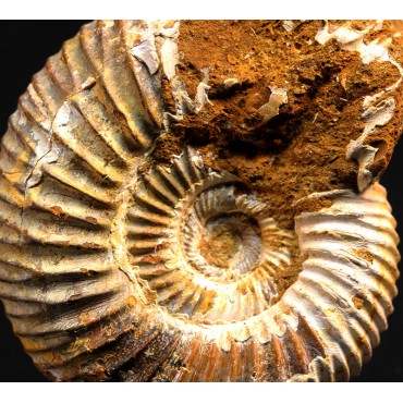 Ammonite perisphinctes