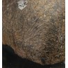 Meteorito Eucrita