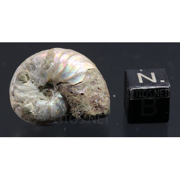 Ammonite cleoniceras