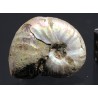 Ammonite cleoniceras