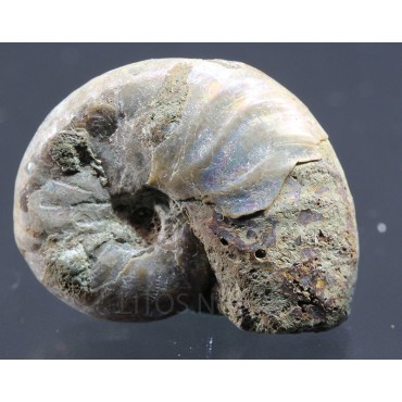 Ammonite cleoniceras