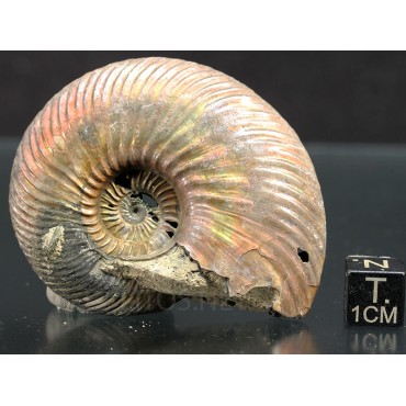 Ammonite Quenstedtoceras s.p.