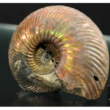 Ammonite Quenstedtoceras s.p.